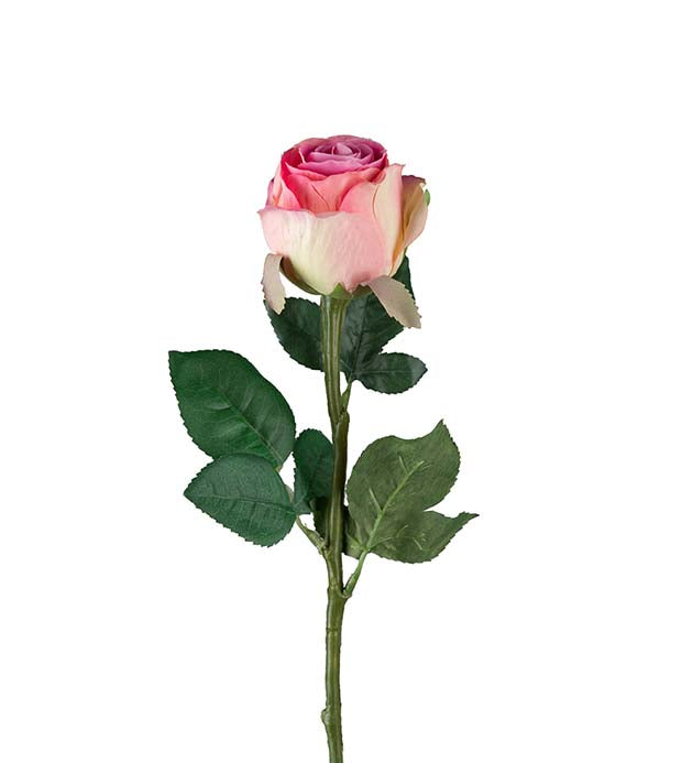 Rose 50 cm