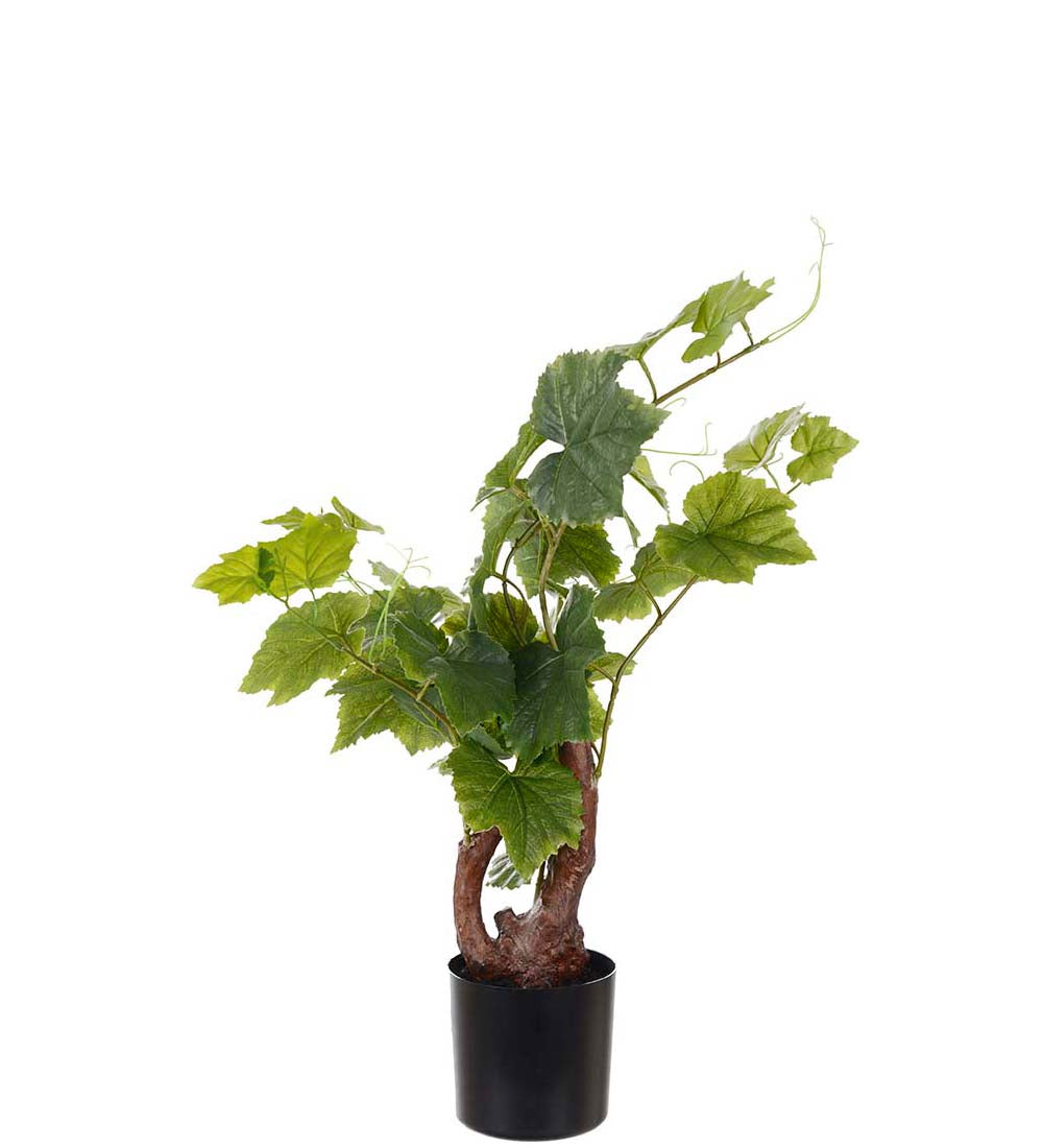 Drueplante 55 cm