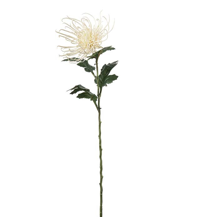 Spindel chrysanthemum 70 cm
