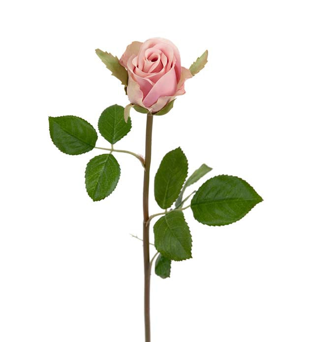 Rose rosa 50 cm