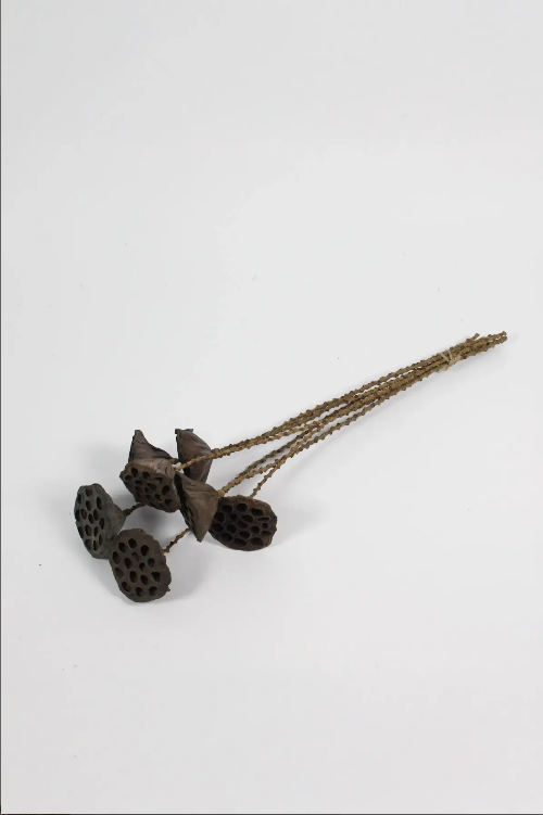 Lotus Pod twig stem 7 stk