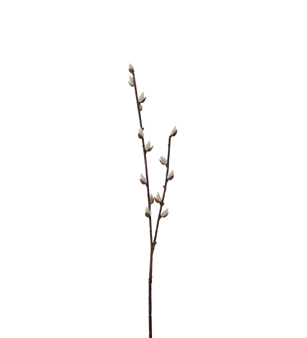 Gåsungekvist 57 cm