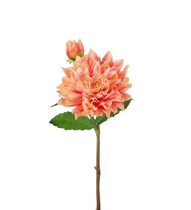 Dahlia aprikos 70 cm