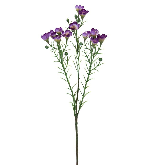 Voksblomst lilla 40 cm