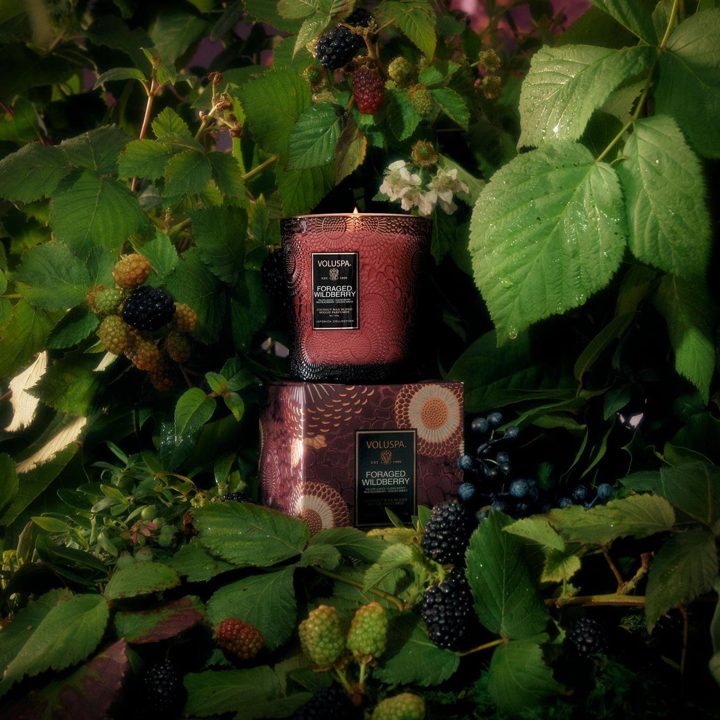 Foraged Wildberry Classic Boxed Candle 60 Timer