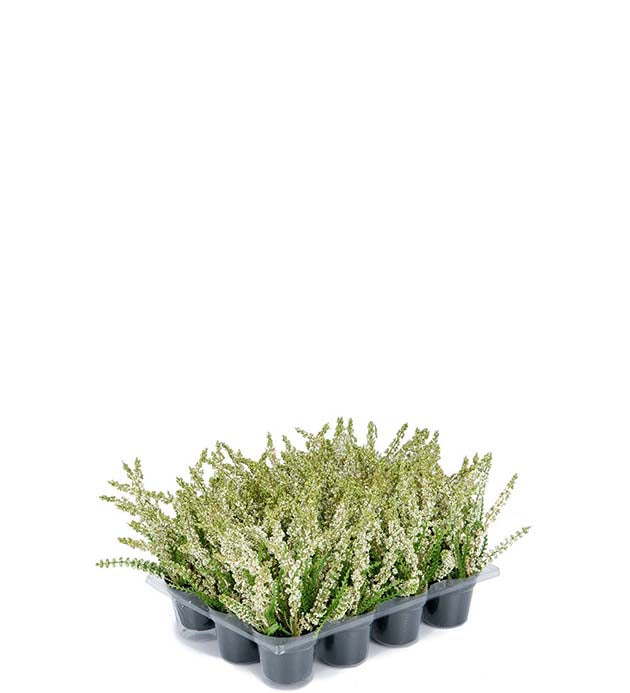 Lyng hvit 18 cm