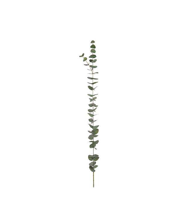 Eucalyptus 120 cm
