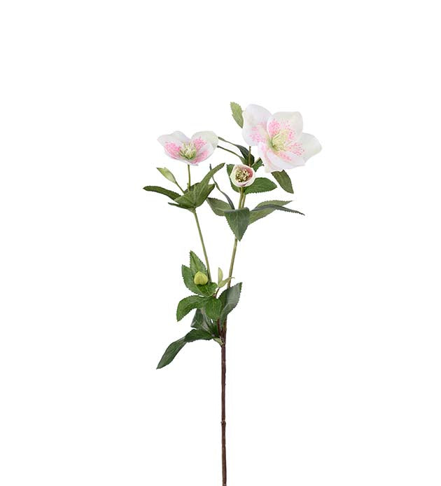 Julerose hvit/rosa 63 cm