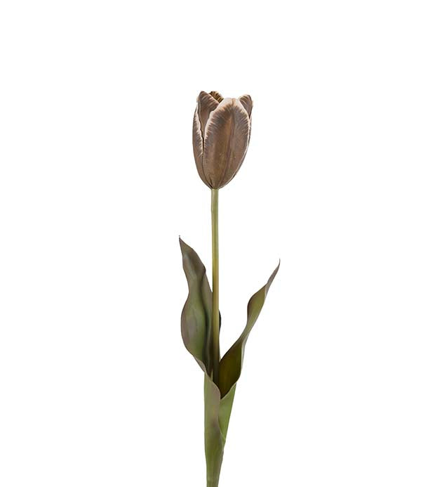 Tulipan 58 cm