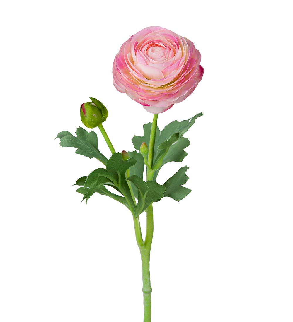 Ranunkel rosa 50 cm