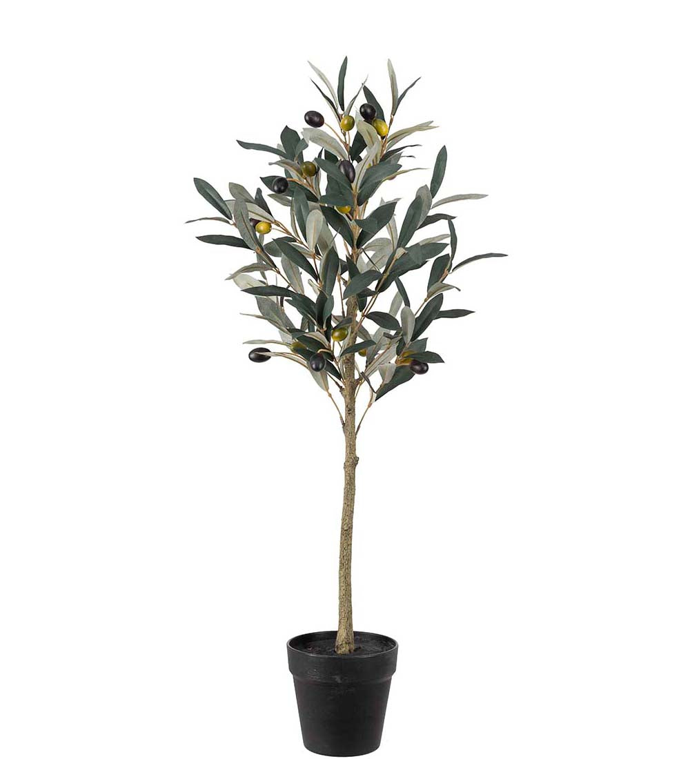 Oliventre 75 cm
