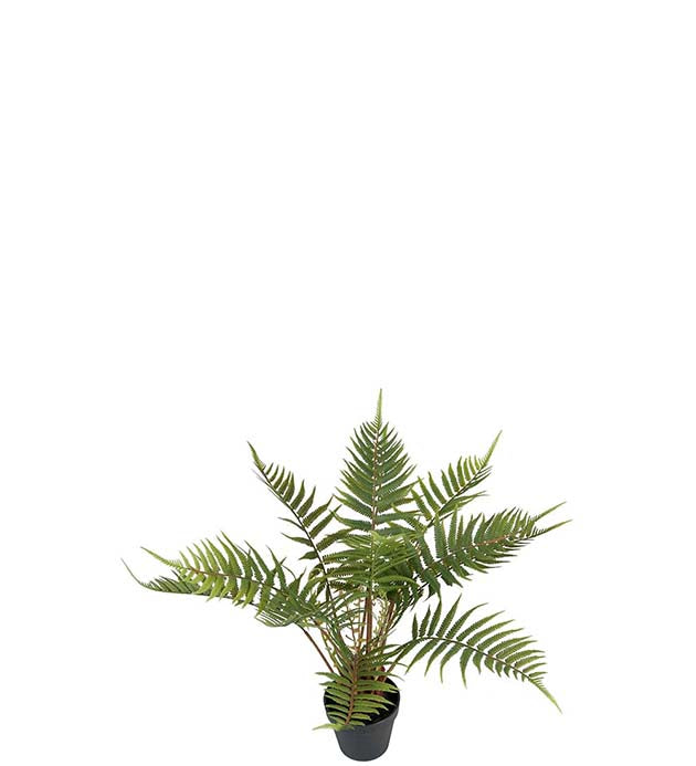 Ormbunke 50 cm