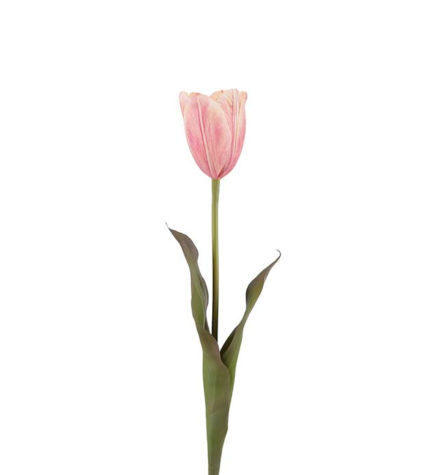 Tulipan rosa 58 cm
