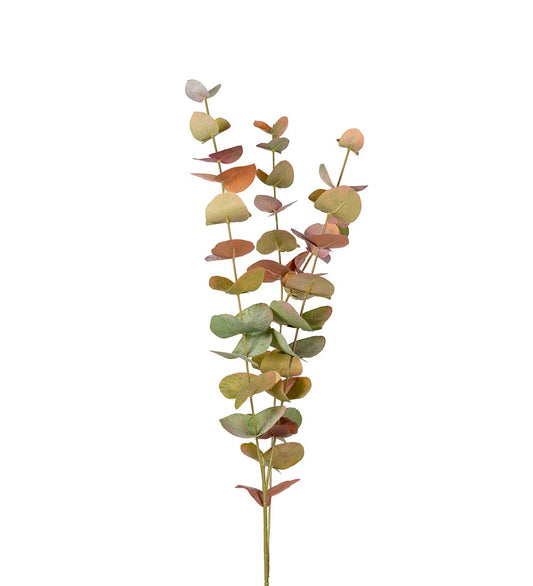 Eucalyptus varme toner 60 cm