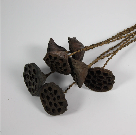 Lotus Pod twig stem 7 stk