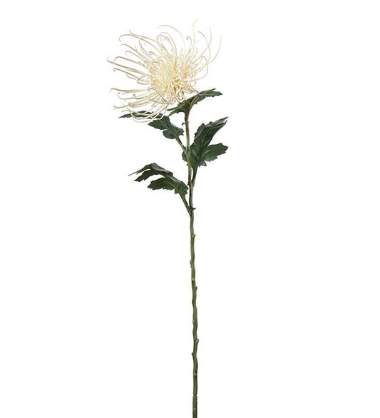 Spindel chrysanthemum 70 cm