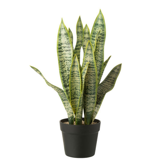 Grønn plante