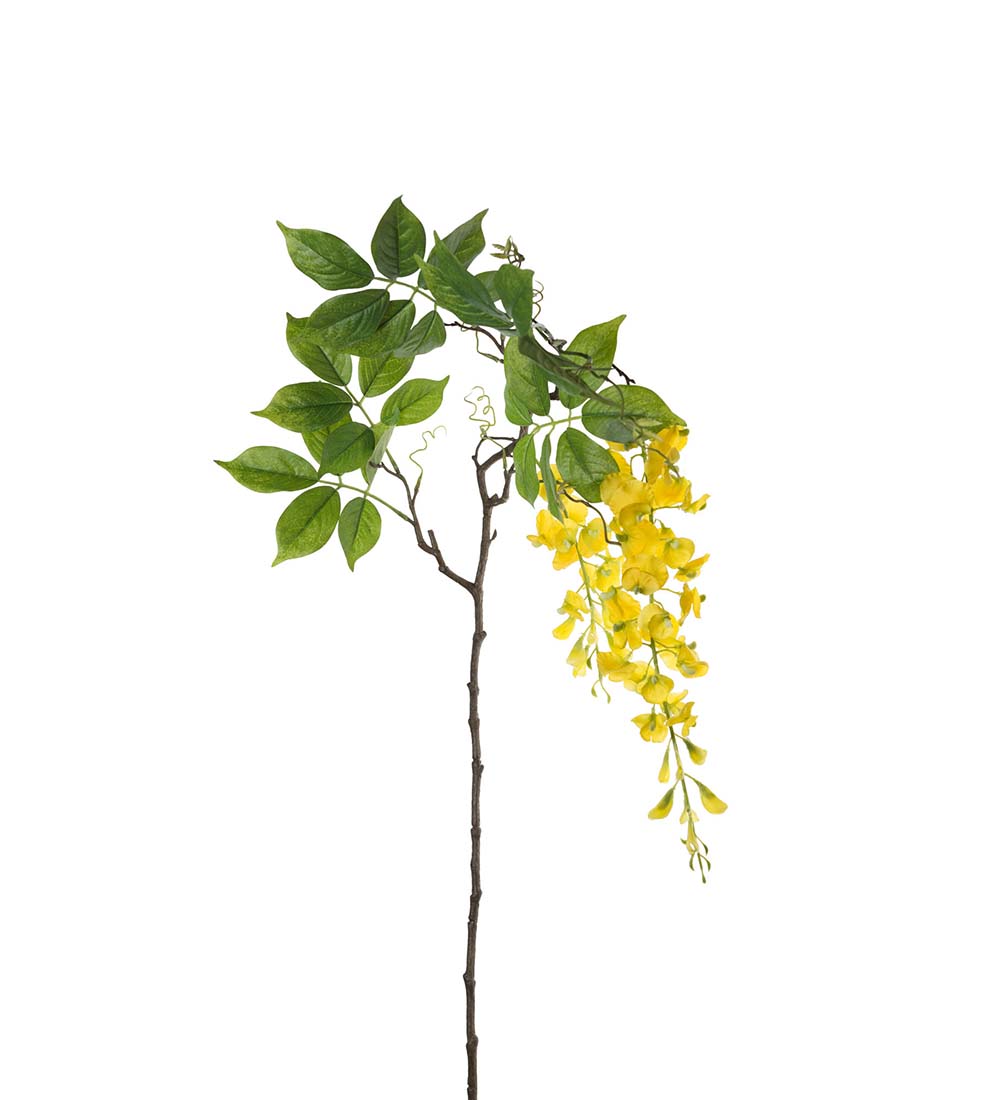Wisteria gul 100 cm