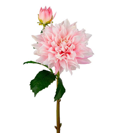 Dahlia rosa 70 cm