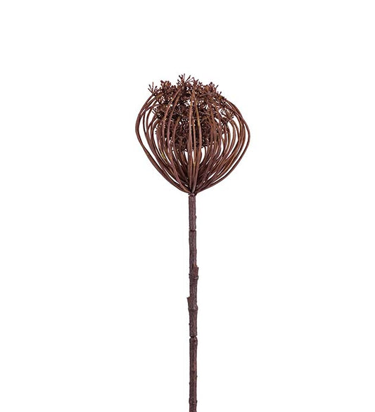 Trachelium brun 55 cm