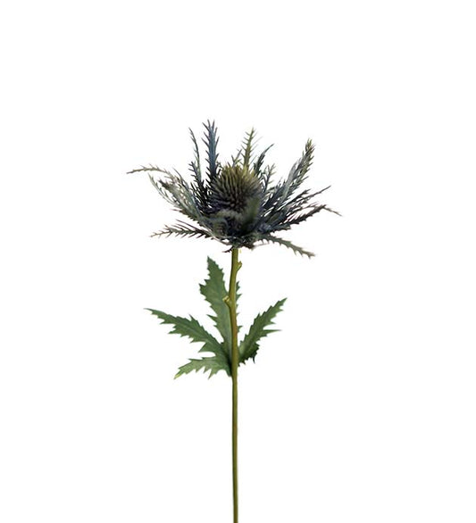 Tistel 25 cm