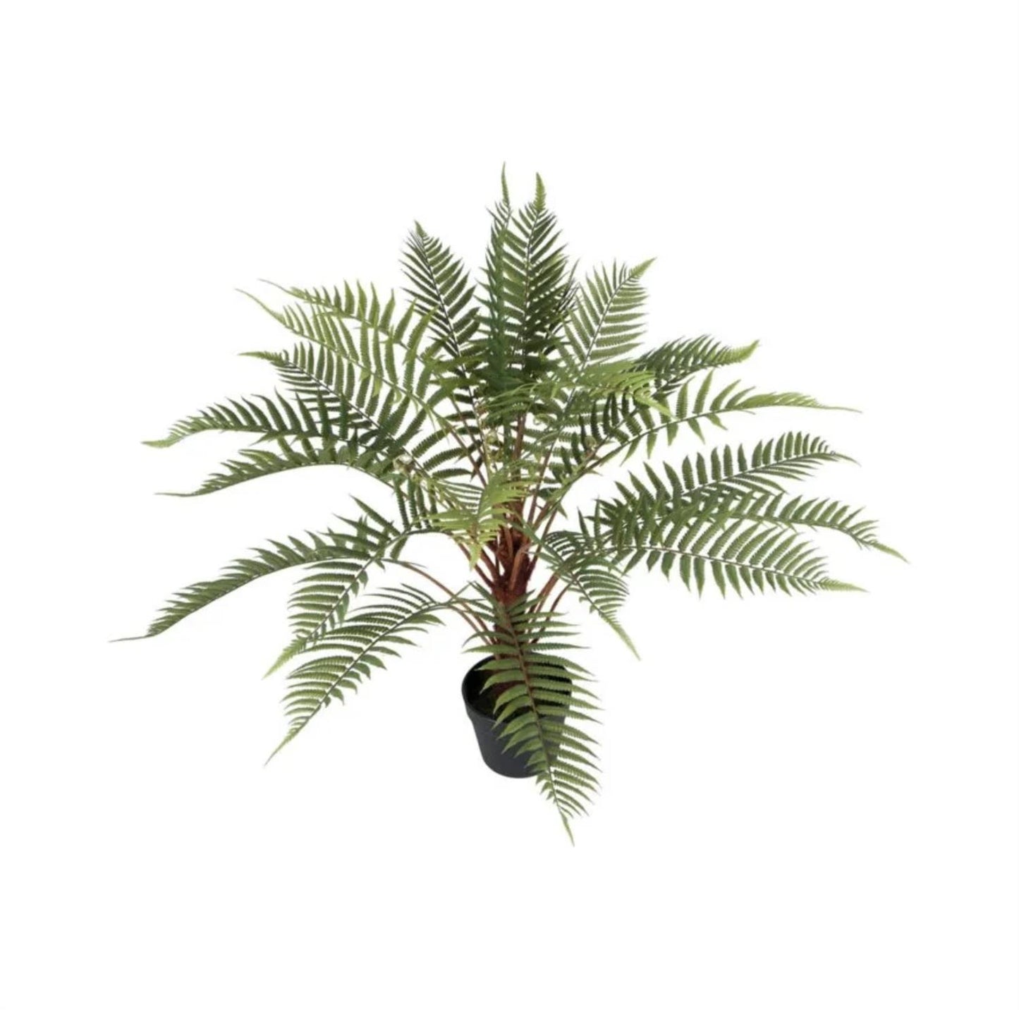 Ormbunke 80 cm