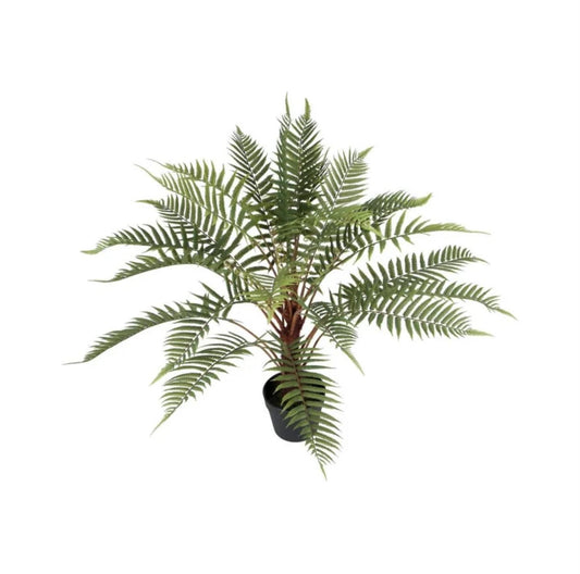 Ormbunke 80 cm