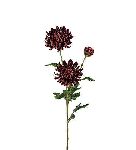 Chrysanthemum brun 60 cm