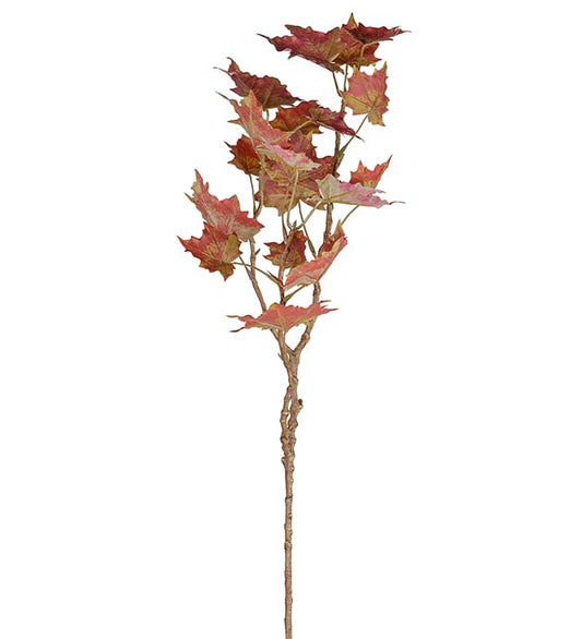 Lønn 70 cm