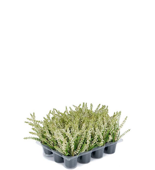 Lyng hvit 18 cm