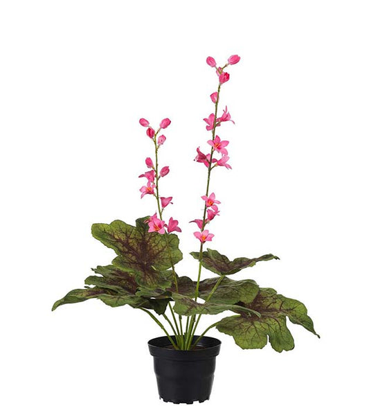 Alunrot i potte cerise rosa 45 cm
