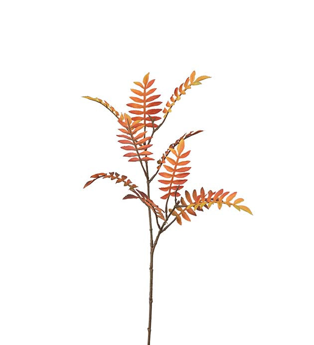 Rogn 60 cm
