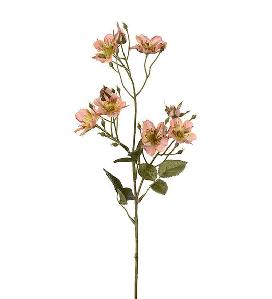 Japansk klatrerose aprikos 65 cm