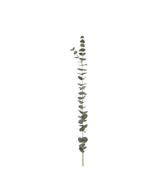 Eucalyptus 120 cm