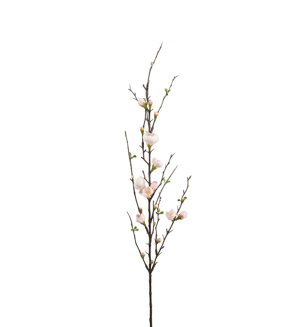Epleblomst 90 cm