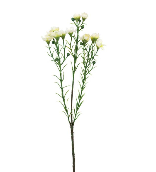 Voksblomst hvit 40 cm