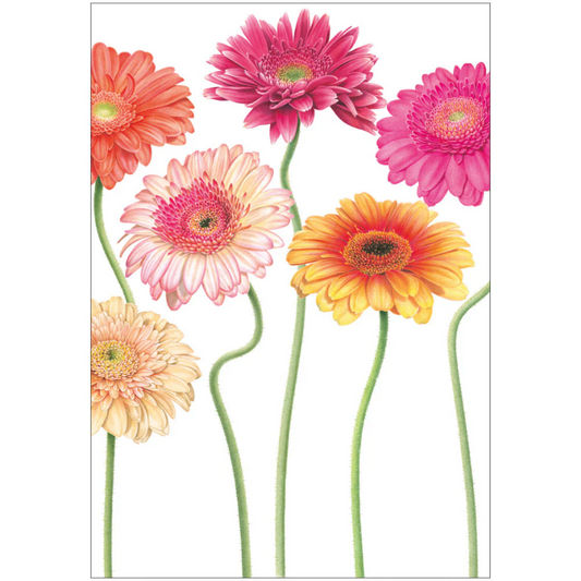 Kort m/konvolutt Gerbera Daisies