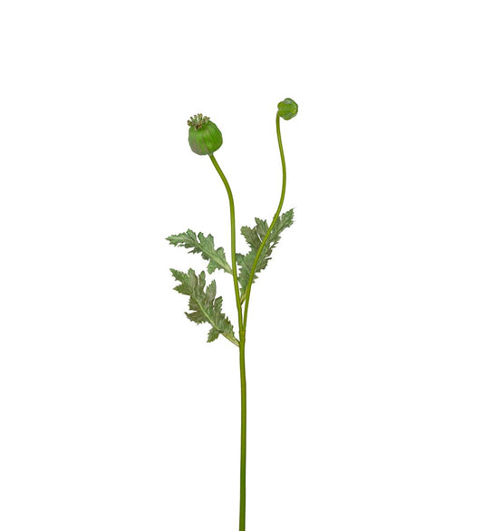Valmuekapsel 75 cm