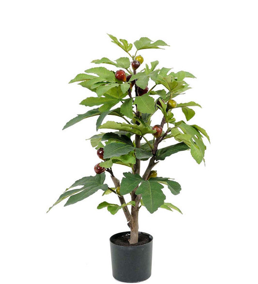 Fikentre 65 cm