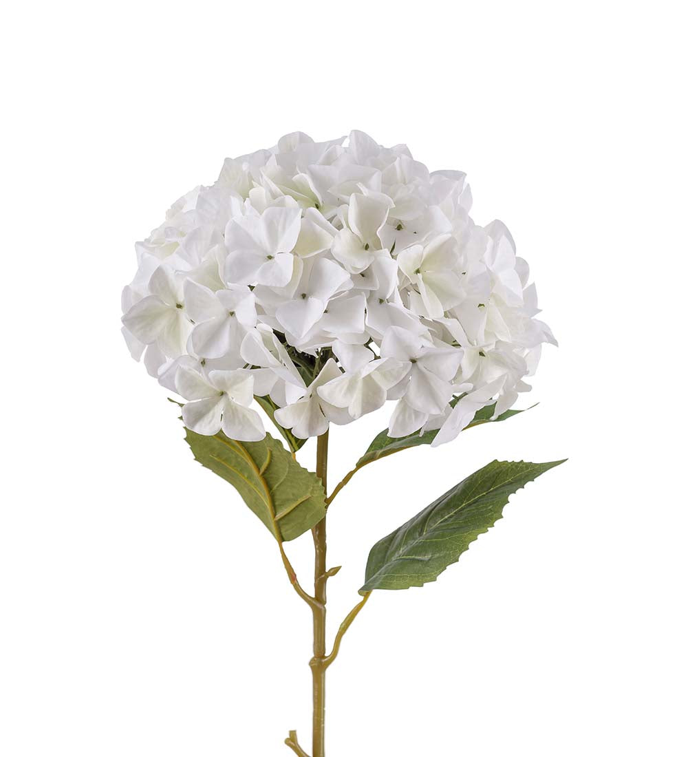 Hortensia hvit 110 cm