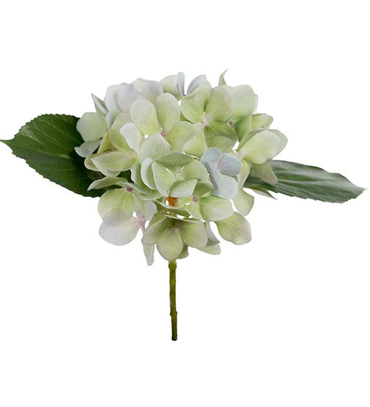 Hortensia