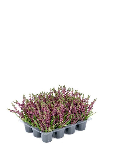 Lyng rød 18 cm