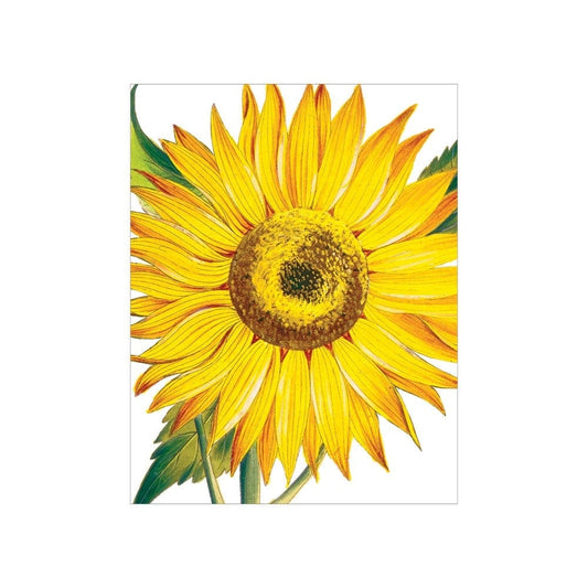 Lite kort Sunflowers 4 stk