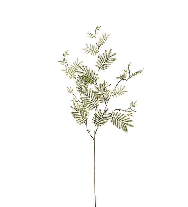 Mimosa kvist 110 cm