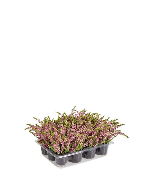 Lyng rosa 18 cm