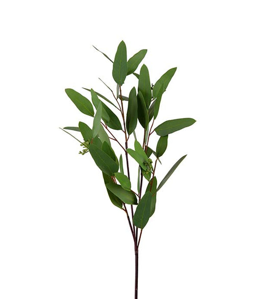 Eucalyptus 80 cm