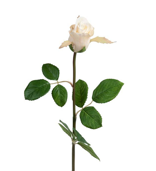 Rose hvit 50 cm