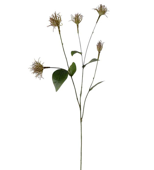 Clematis 69 cm